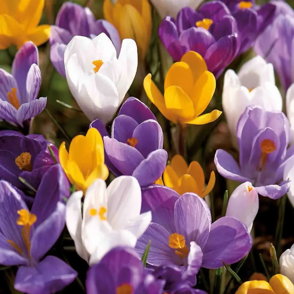 12810943 1065078370187506