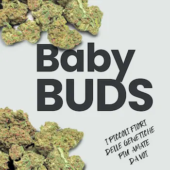 Baby Buds 1