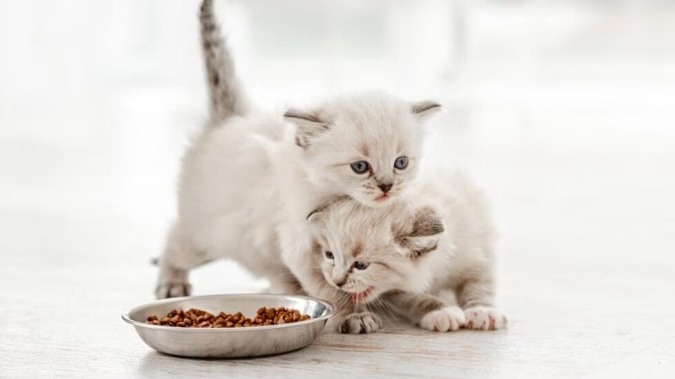 Best Kitten Food