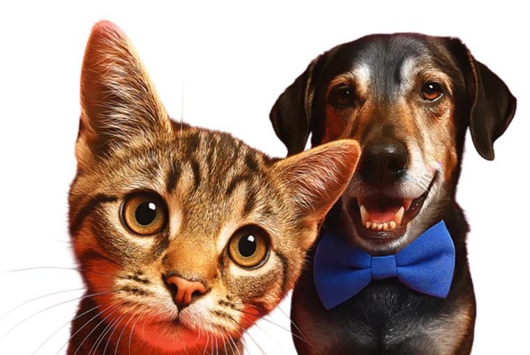 Cat Dog Hero Transparent 1.png